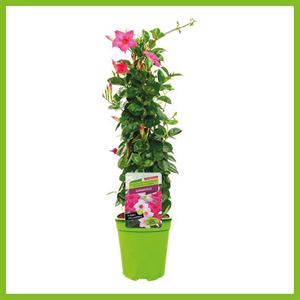 Bild von Kp19 Sundaville Piramide Pink